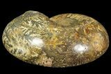 Honey-Orange Ammonite (Argonauticeras) - Befandriana, Madagascar #168517-3